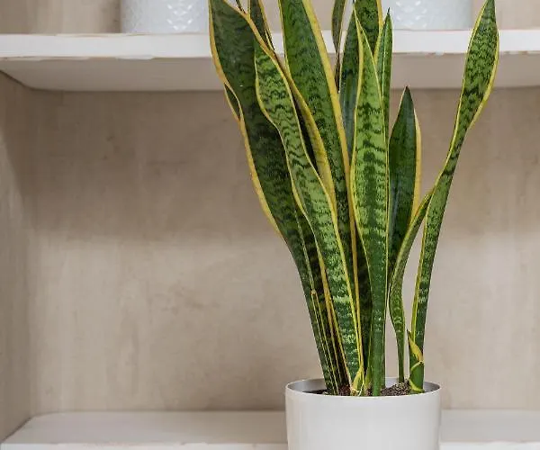 Apartament Elizabeth's Dream Place ι